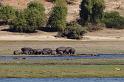 049 Chobe NP, nijlpaarden